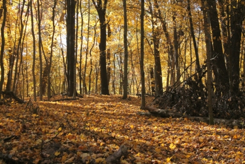 brown dried leaves on ground